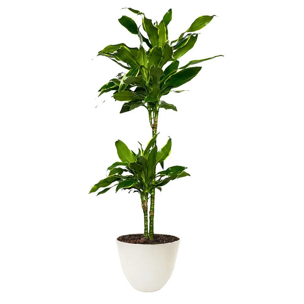 Dracaena Golden Coast H.110/120 cm