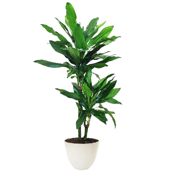 Dracaena Janet Lind 160/170 cm