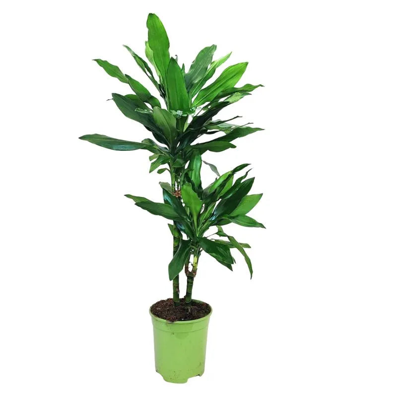 Dracaena Janet Lind 160/170 cm