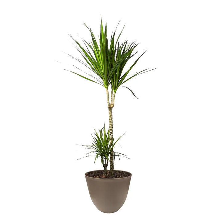 Dracaena Marginata facile da curare - Vista ravvicinata delle foglie con sfumature rossastre in vaso tortora