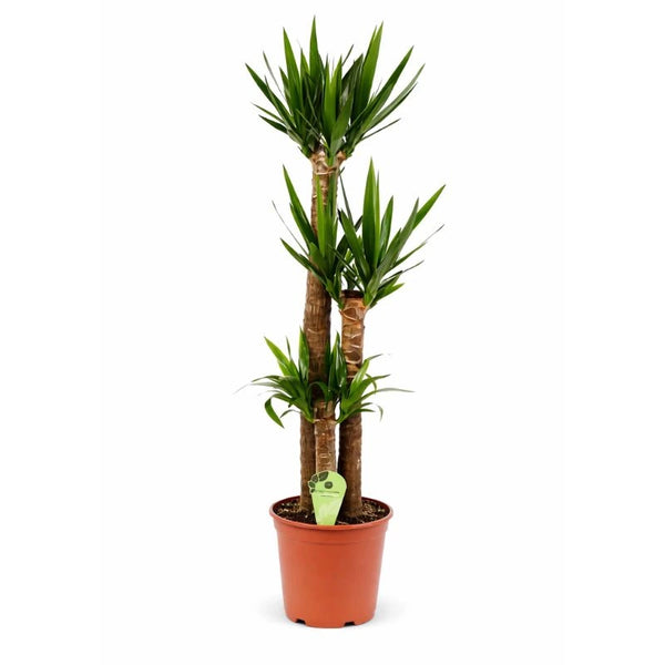 Yucca in Topf D.19 H.80 cm