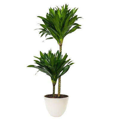 Dracaena compacta H.130/140 cm