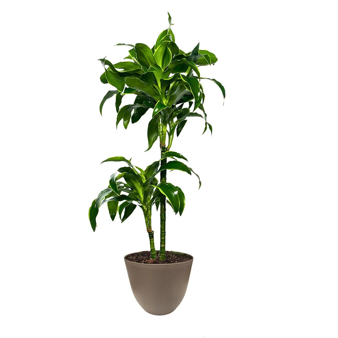 Dracaena Dorado - Pianta con fusti verticali e chiome folte in vaso color tortora