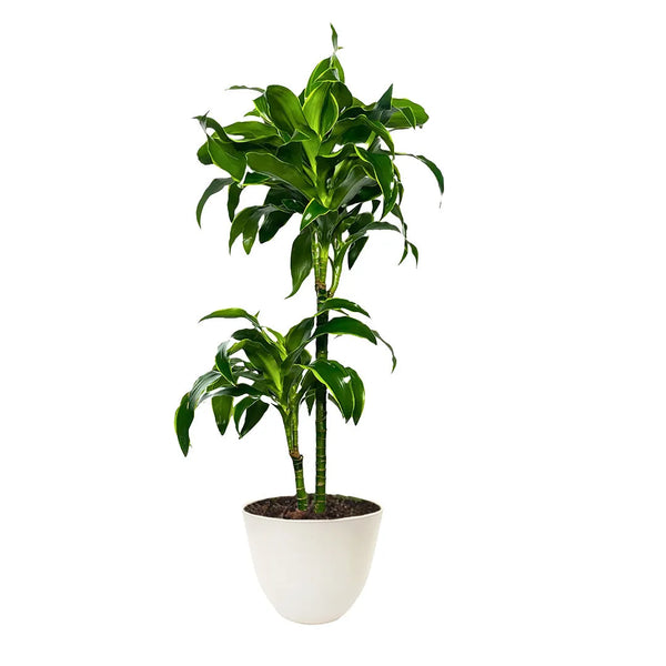 Dracaena dorado H. 150/160 cm