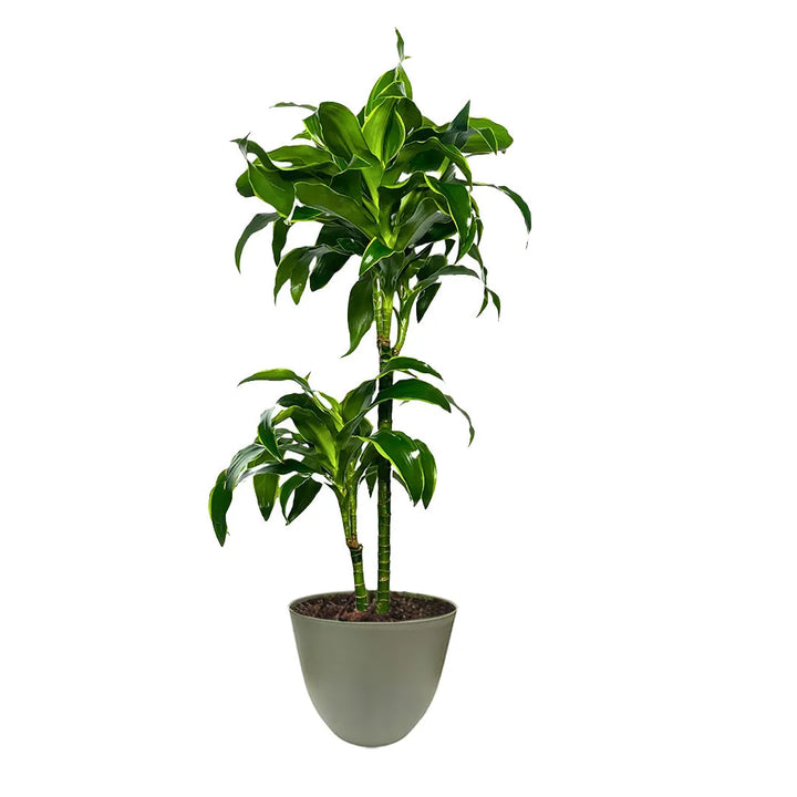 Dracaena Dorado - Pianta alta e slanciata con due fusti e foglie lucenti in vaso verde