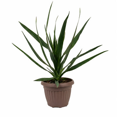 Dracaena draco D.18 H.54 cm