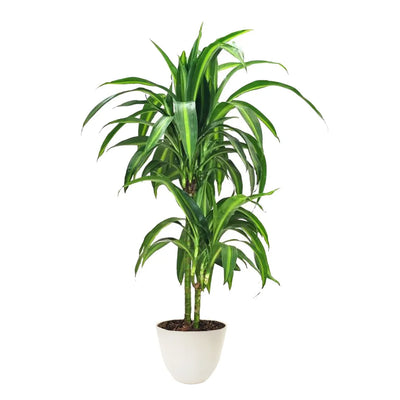 Dracaena hawaiana sunshine H.100 cm