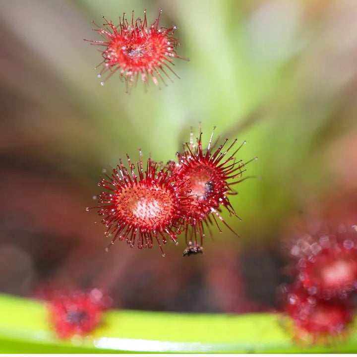 Drosera Paradoxa pot size 9