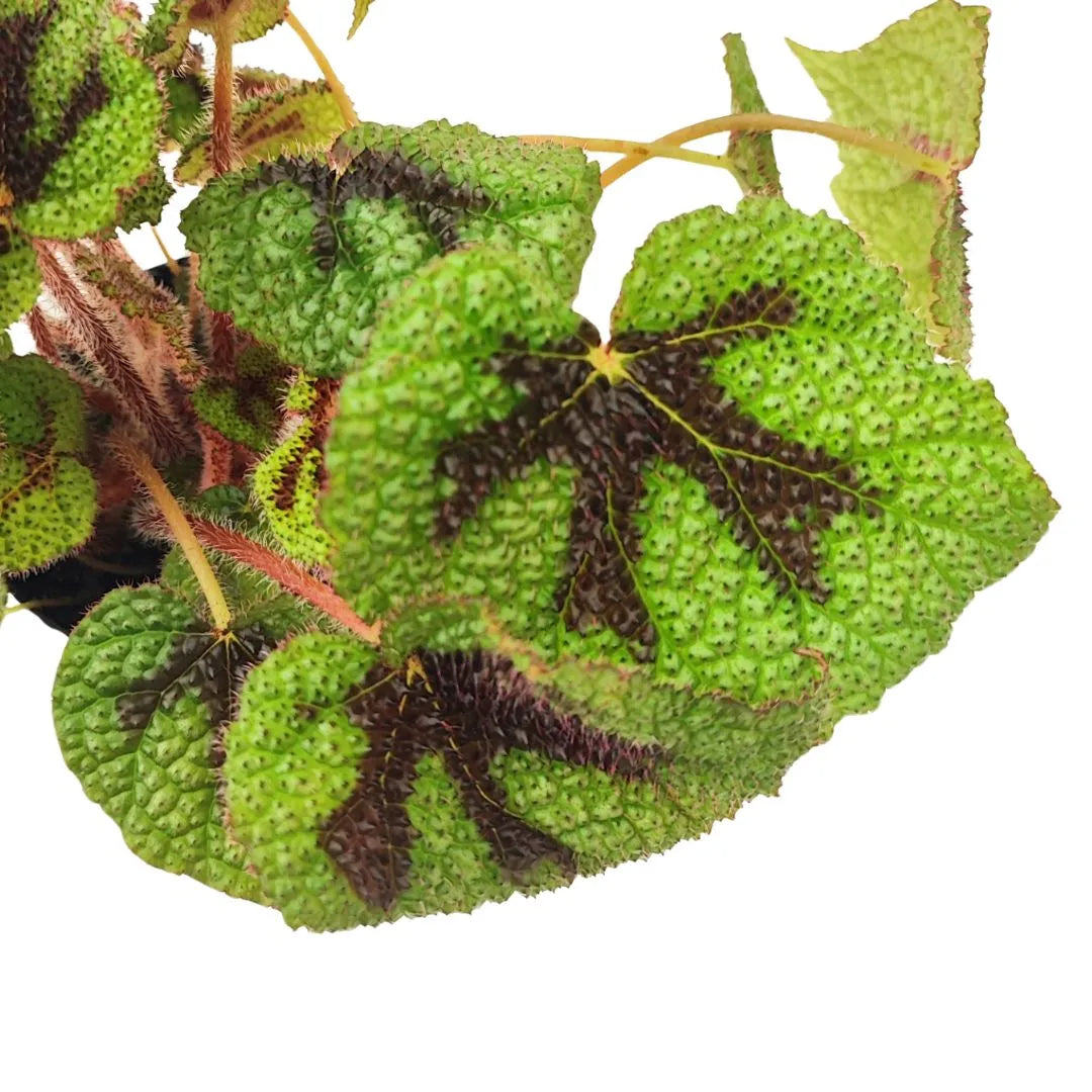 Begonia Masoniana Iron Cross - primo piano delle foglie ruvide con disegno a croce scura