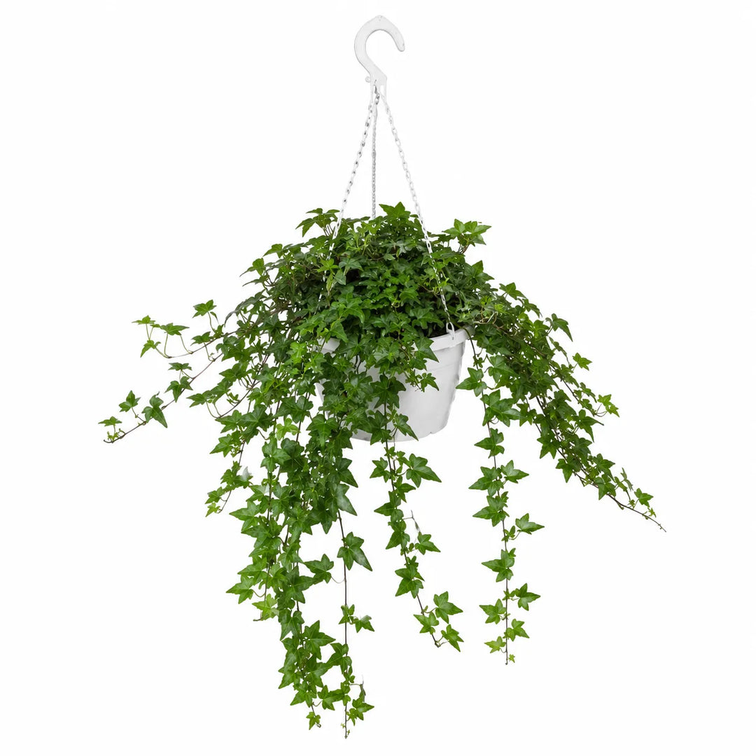 Lierre (Hedera helix) Variegata
