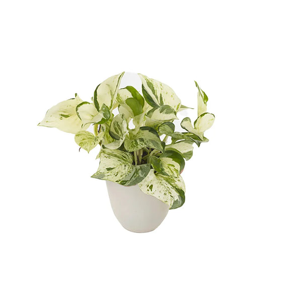 Epipremnum pinn happy H.25 cm
