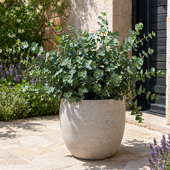 eucalipto ornamentale in vaso grande per patio giardino e terrazzo