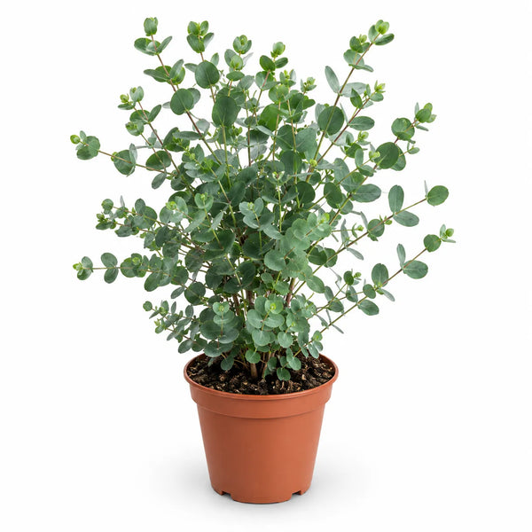 Eucalyptus gunnii D.14 cm