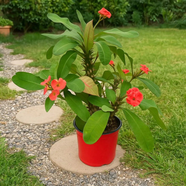 Euphorbia Milii Spina di Cristo - pianta completa con vaso e fioritura