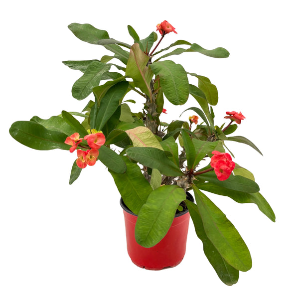 Euphorbia Milii Spina di Cristo