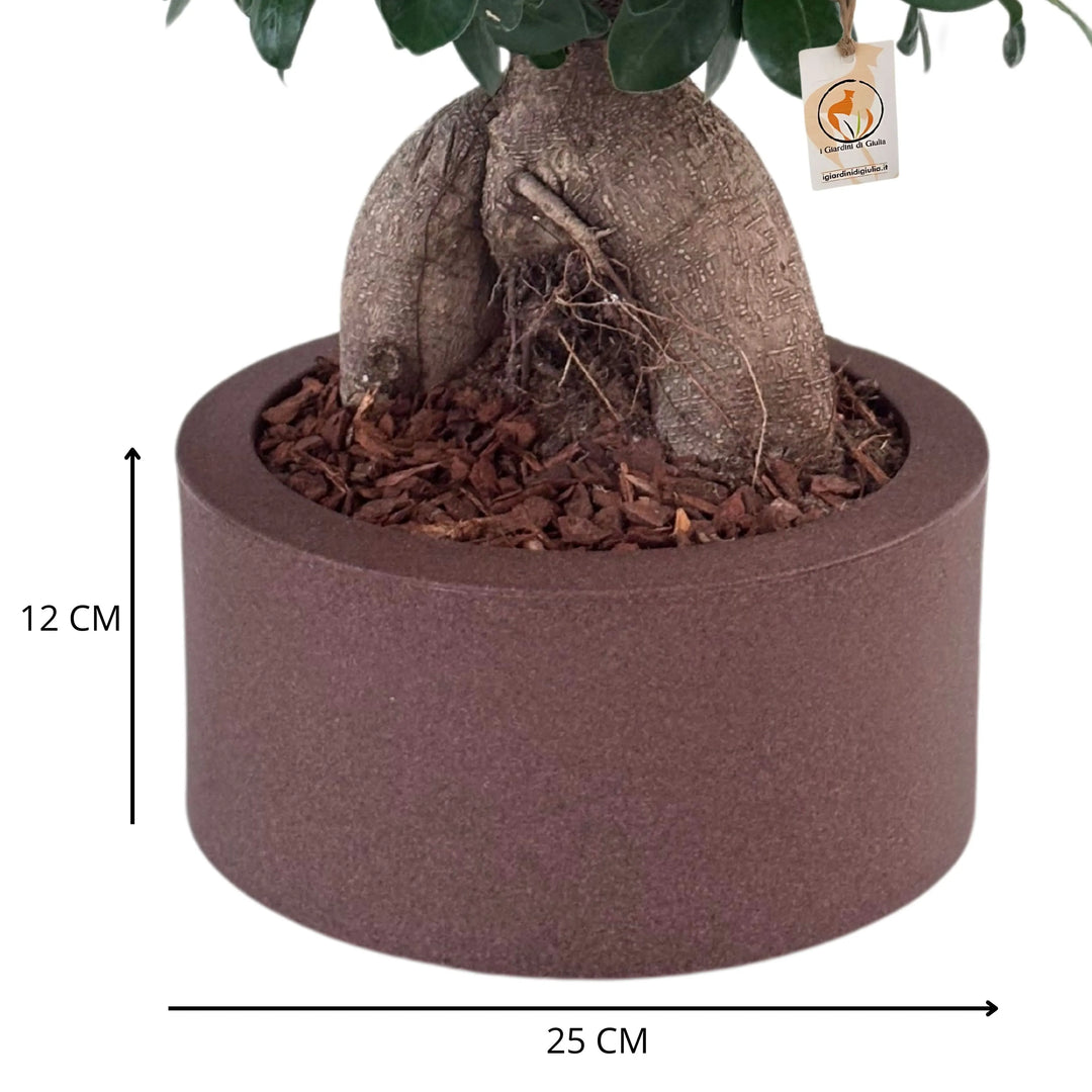 Bonsai Ficus Ginseng con vaso Echo, primo piano delle foglie lucide
