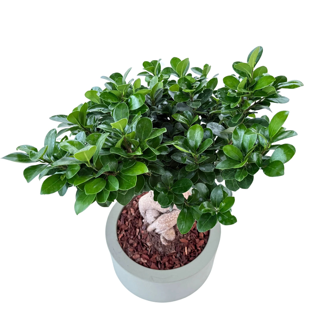 Bonsai Ficus Ginseng in vaso Echo, vista laterale in un ambiente interno