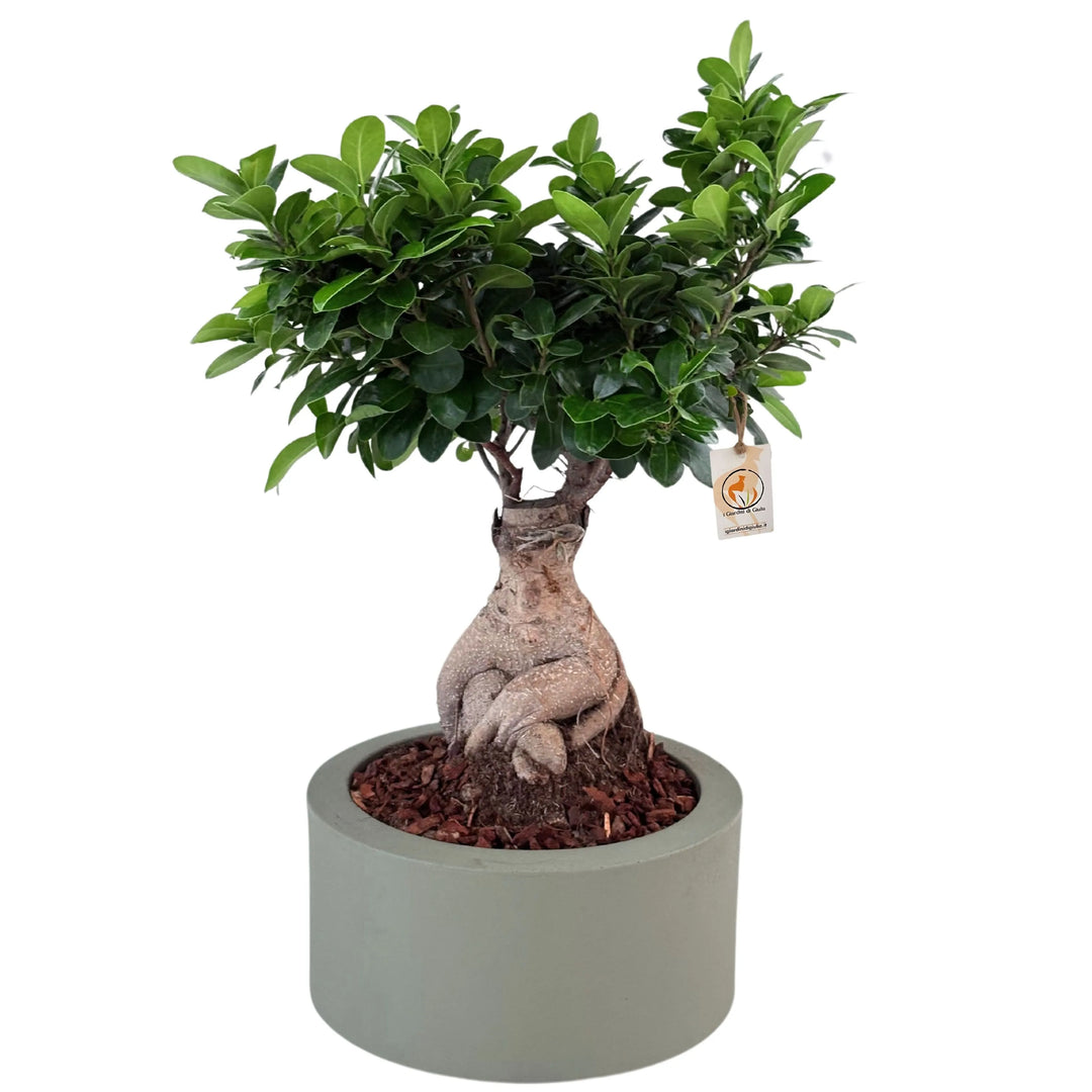 Bonsai Ficus Ginseng con vaso Echo, vista dall'alto del fogliame