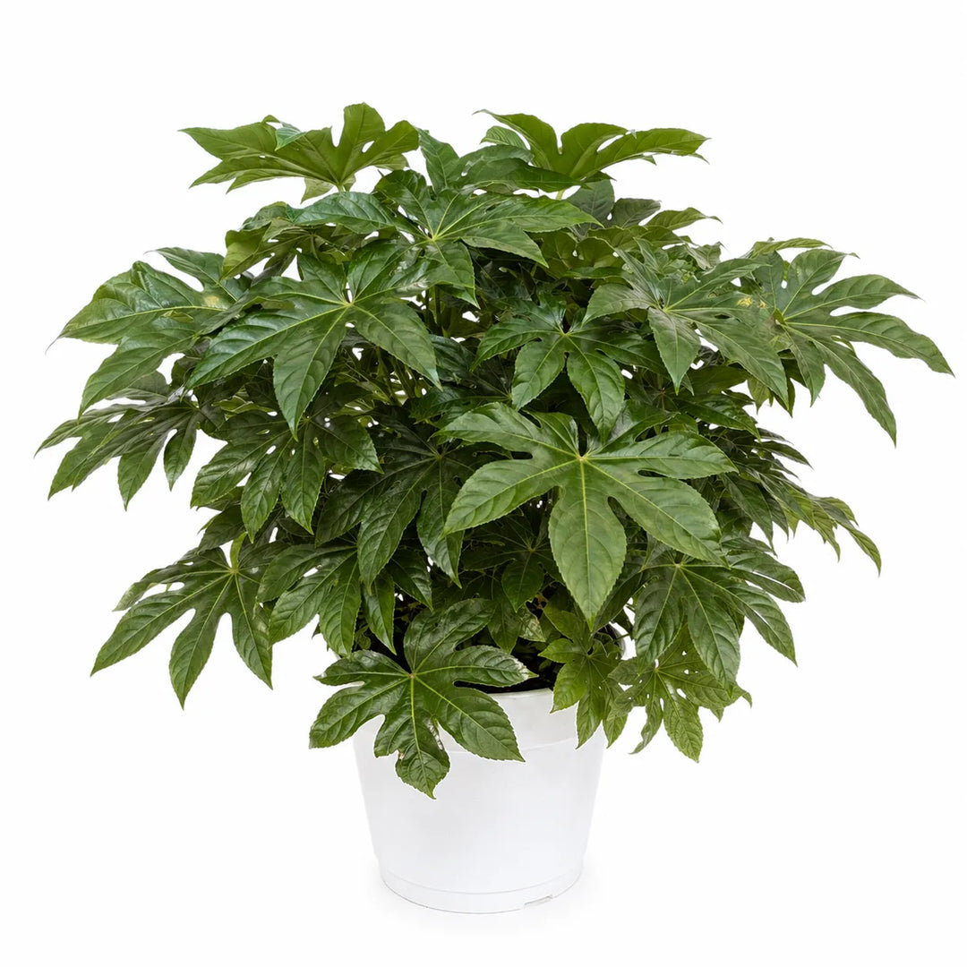 fatsia japonica pianta ornamentale foglie grandi lucide su sfondo neutro