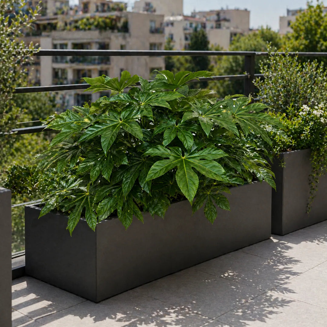 fatsia japonica in fioriera su balcone urbano pianta da esterno resistente