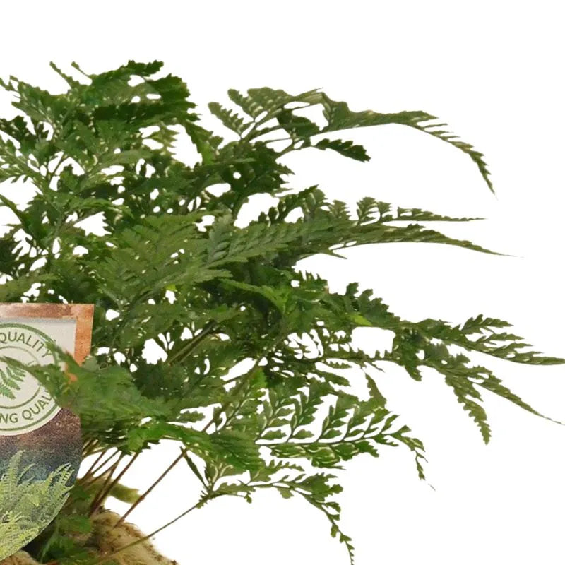 Felce Humata Tyermannii - esemplare in vaso da 12 cm su sfondo chiaro