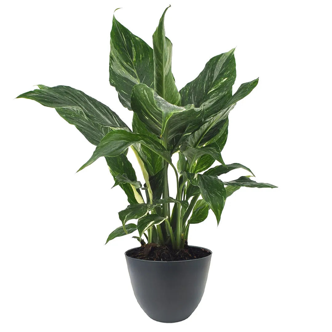 Ficus 'Belize' in vaso antracite moderno, ideale per interni eleganti e colorati