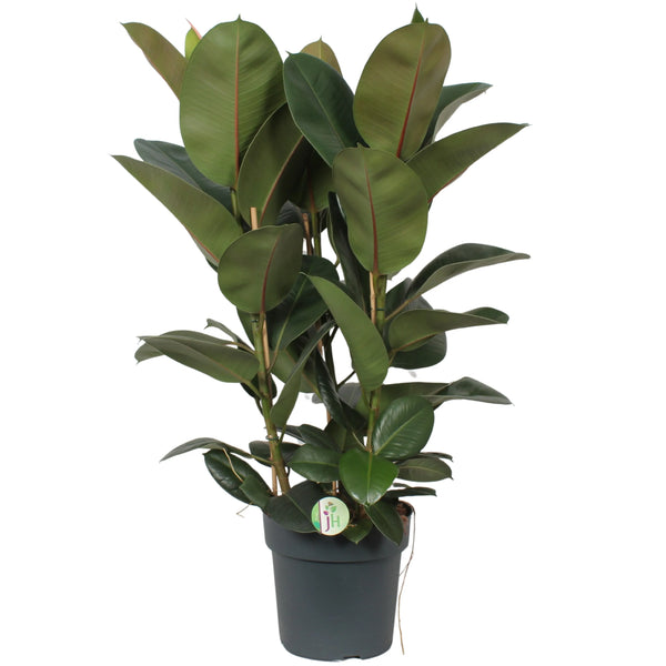 Ficus Elastica Robusta