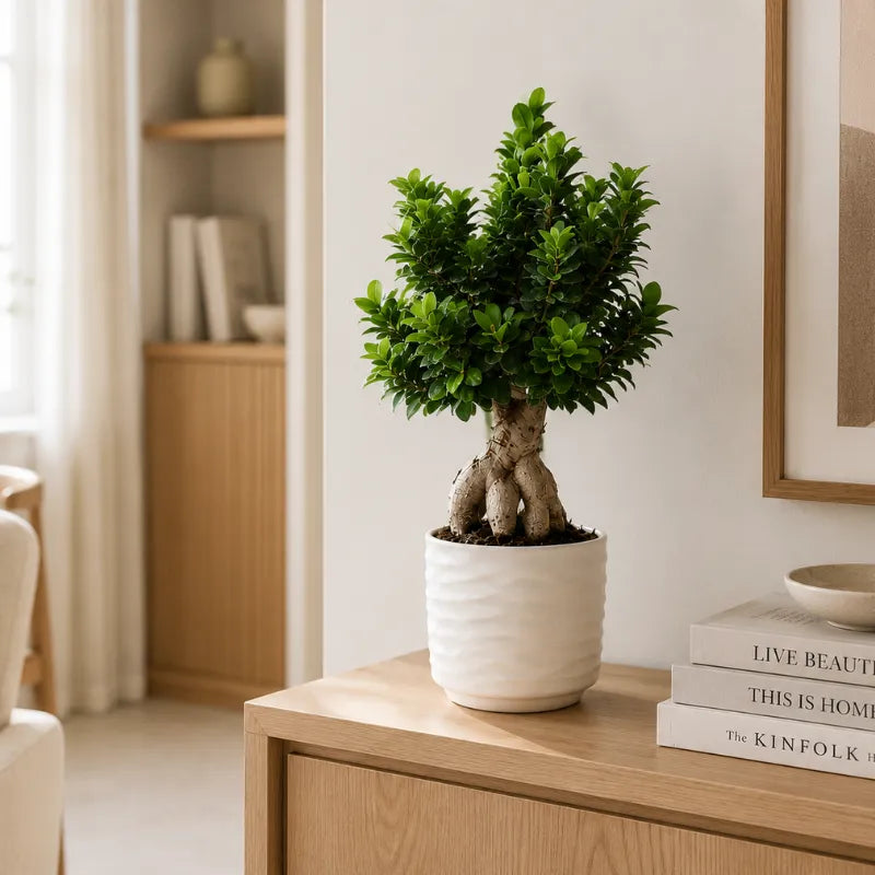 Bonsai Ficus Ginseng con chioma verde compatta in vaso Cindy posizionato su mobile in legno accanto a libri decorativi.