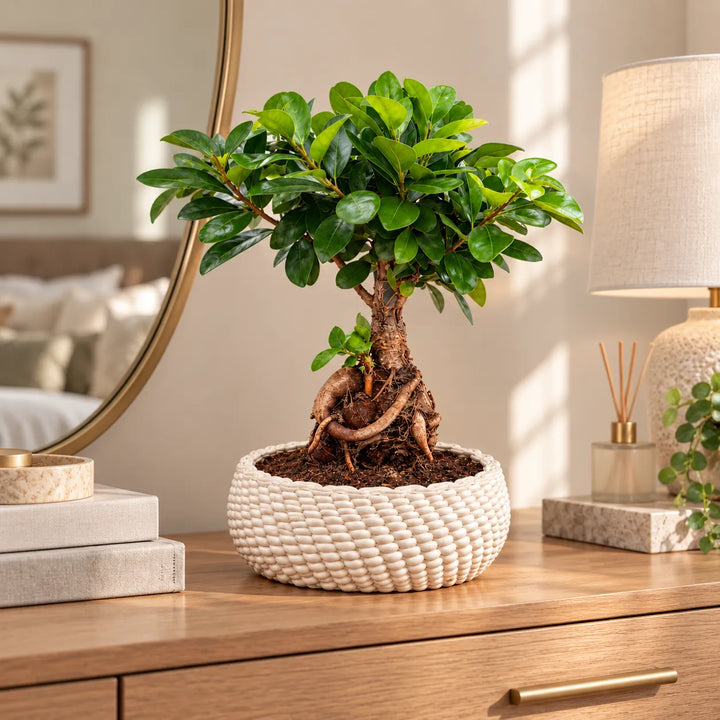 Ficus Ginseng in vaso di ceramica Kira su mobile in legno, ideale come pianta da interno decorativa