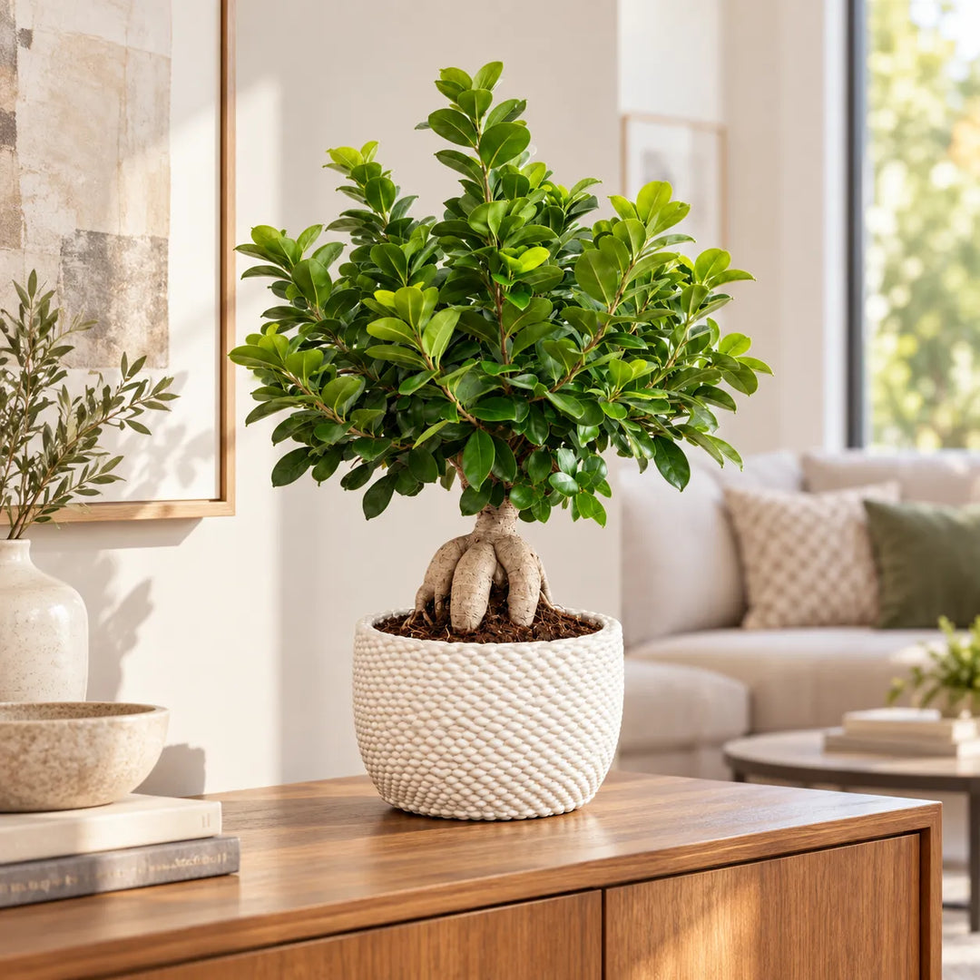 Ficus Ginseng con radici a vista e chioma verde in vaso Kira di ceramica bianca per arredamento interno