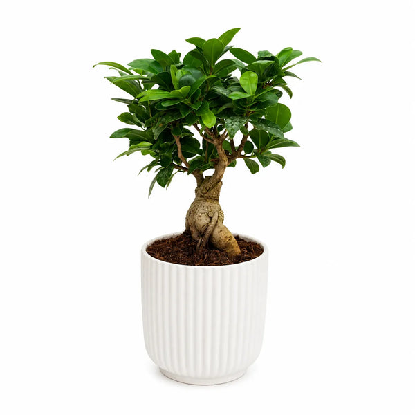 Bonsai Ficus Ginseng in Pitti Pot D.12 H.30 cm