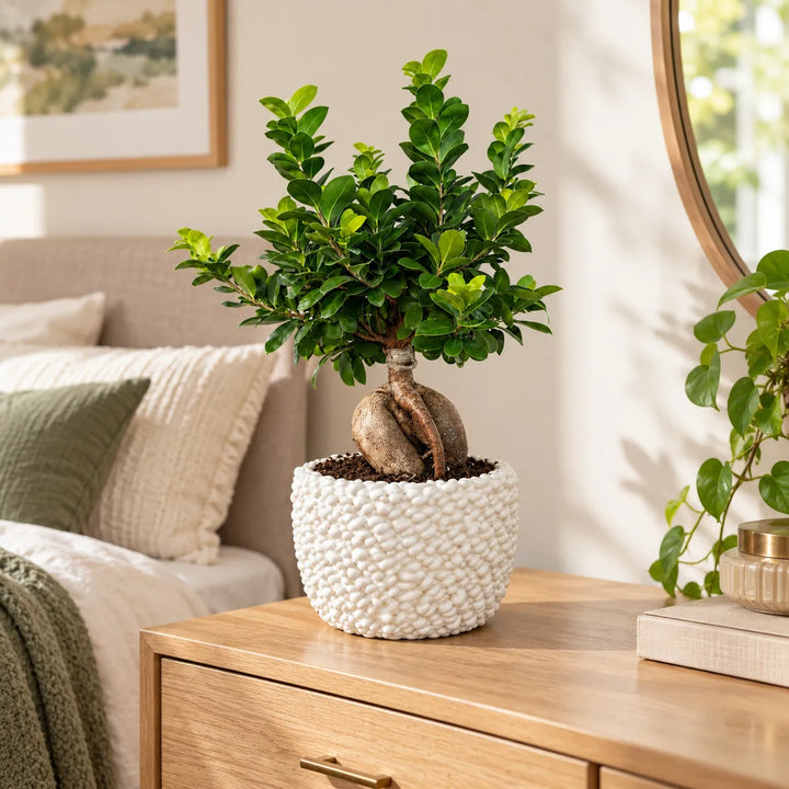 Ficus Ginseng con chioma verde e radici a vista in vaso Fira di ceramica bianca per arredamento interno