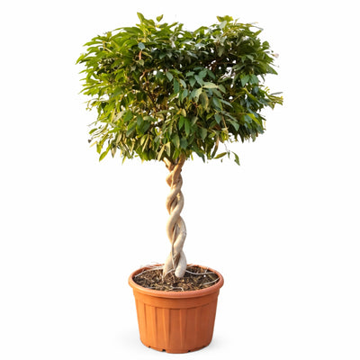 Ficus amstel king doppia spirale in mastello D.75 H.330 cm