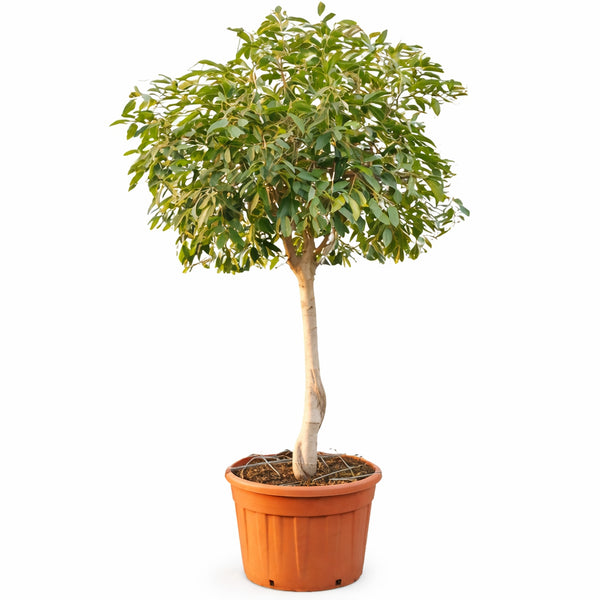 Ficus amstel king en bac D.69 H. 270/300 cm