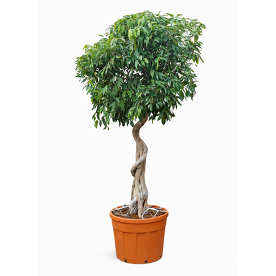 Ficus amstel king spirale in mastello D.69 cm