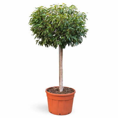 Ficus amstel king standard in mastello D.75 cm