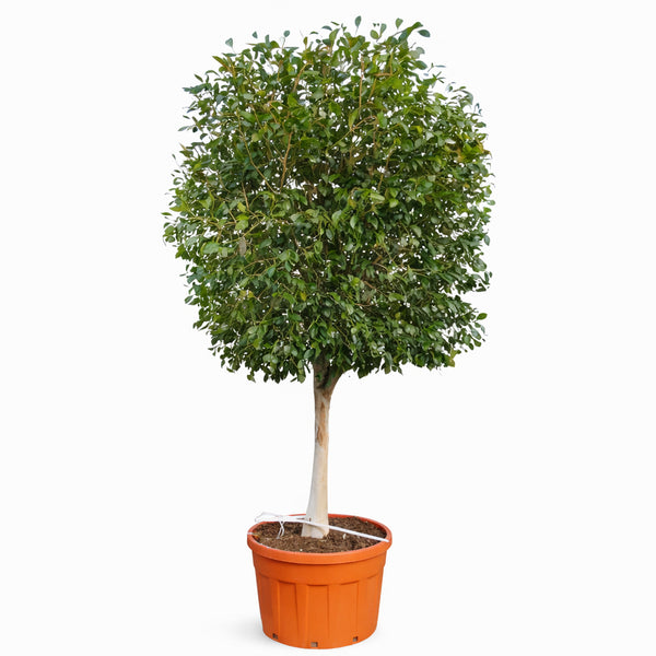 Ficus Exotica standard en pot D.75 H.330 cm