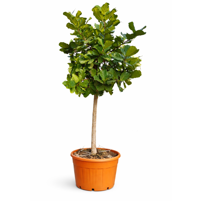 Ficus lyrata en conteneur D.69 H.270/300 cm