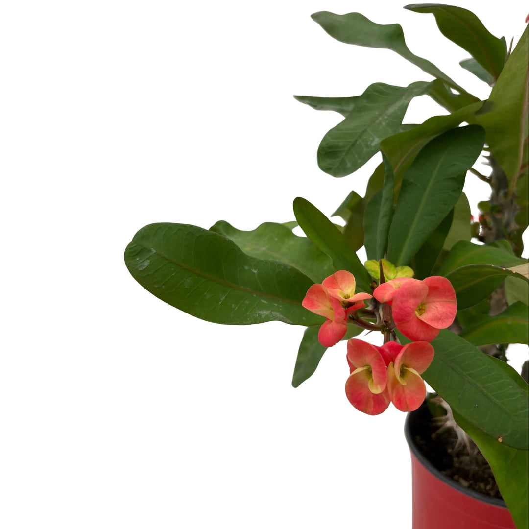 Euphorbia Milii cura - dettaglio ravvicinato dei fiori rossi e gialli