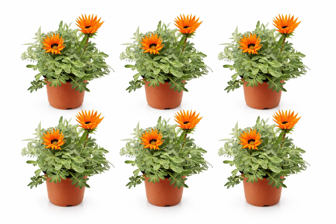 Gazania fiore rosso con foglie verdi, dettaglio del centro del fiore