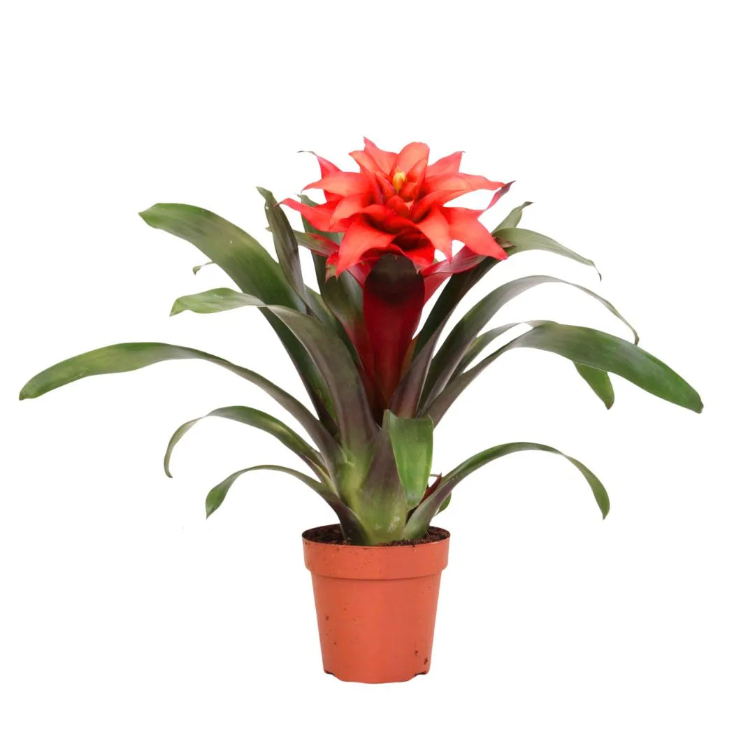 Guzmania Fiero Rouge D.12