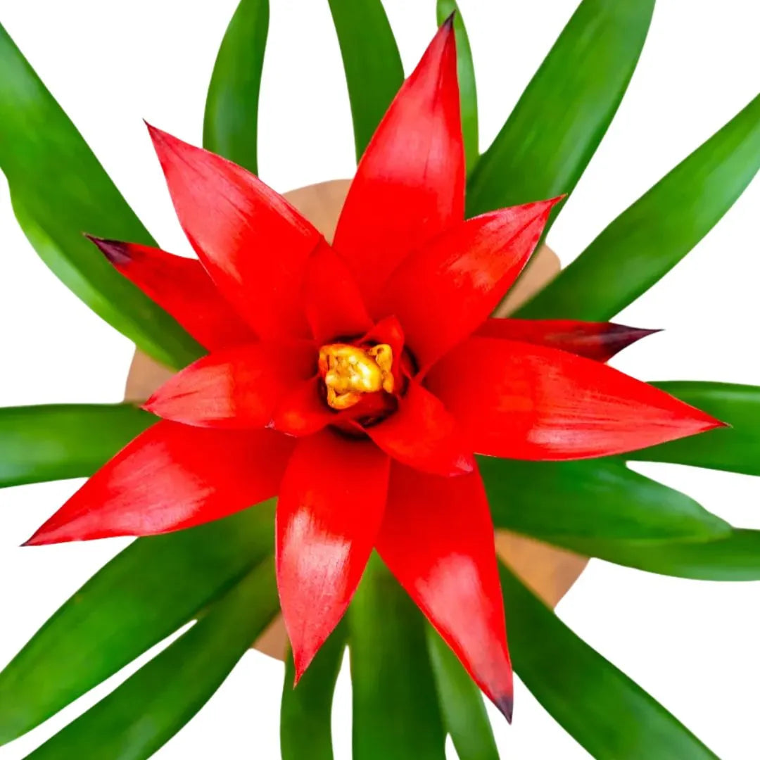 Guzmania Calypso D.12