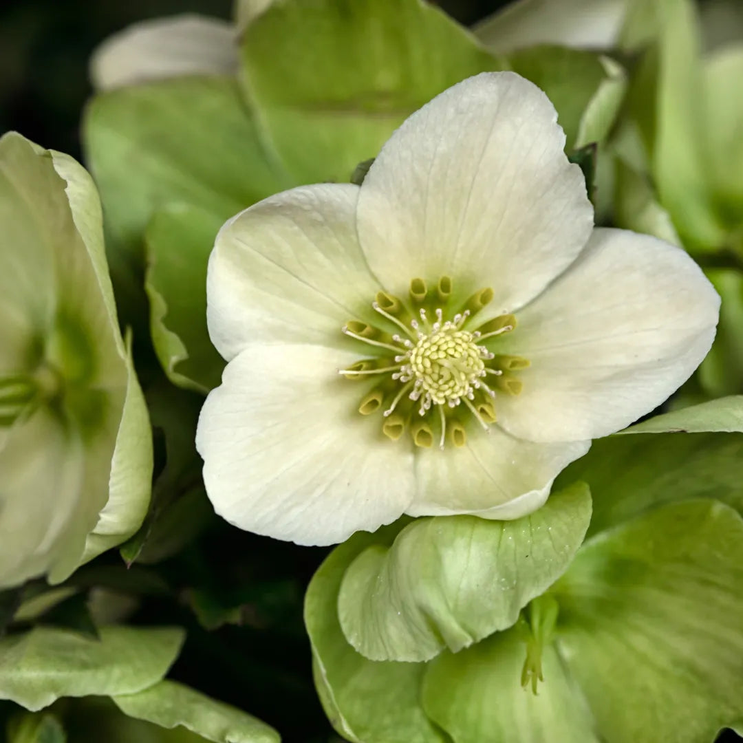 Hellébore blanc de Noël H.35