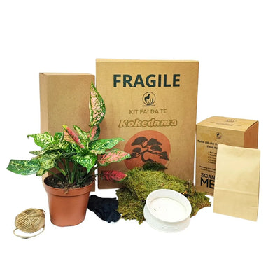 Kit Kokedama DIY tout inclus en aglaonema rose