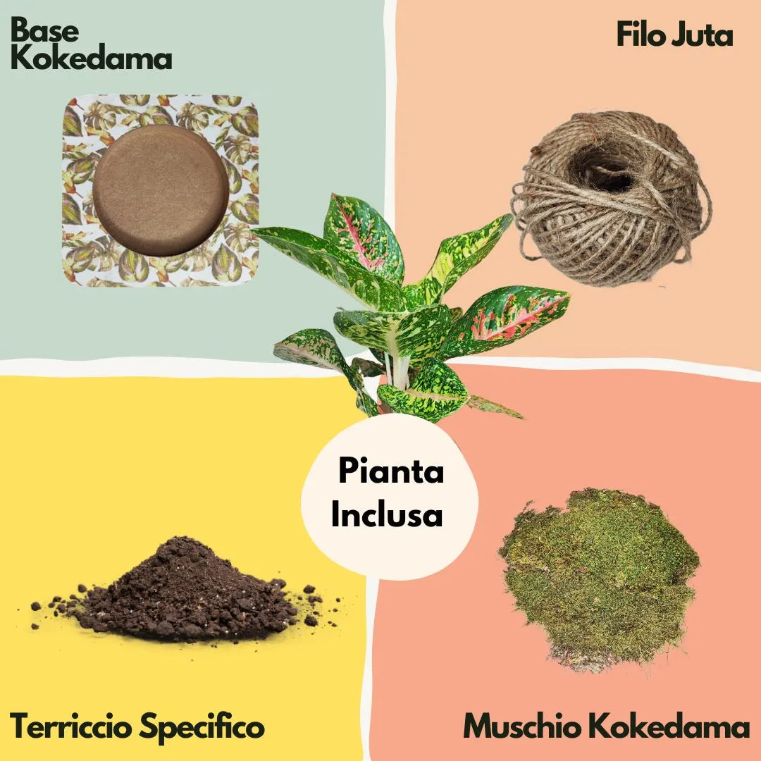 Kit Kokedama zum Selbermachen Aglaonema Rot Uniame Alles inklusive
