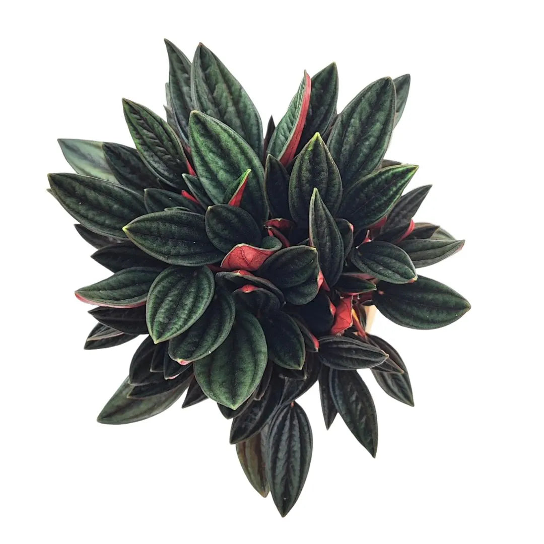 : Vista dall’alto della Peperomia Caperata Rossa con foglie compatte e contrasto cromatico decorativo