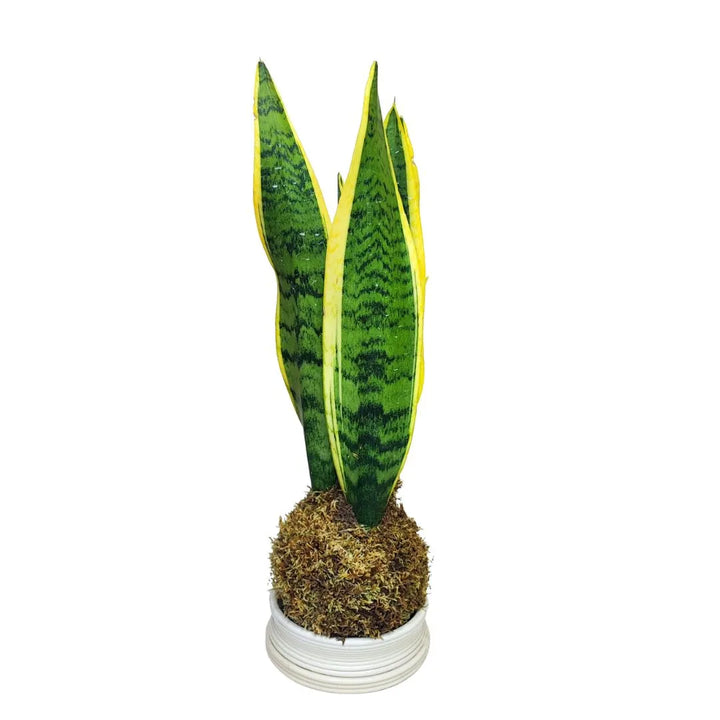 Pianta di sansevieria avvolta nel muschio e fissata con cordino di juta, appoggiata su base bianca rotonda.