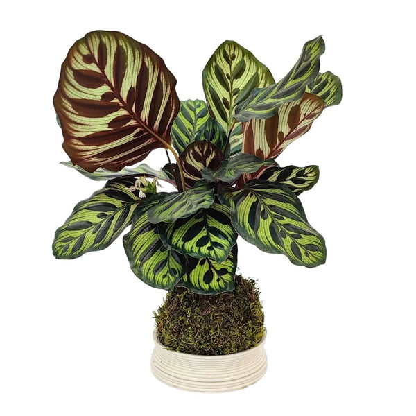 Kokedama de calathea makoyana