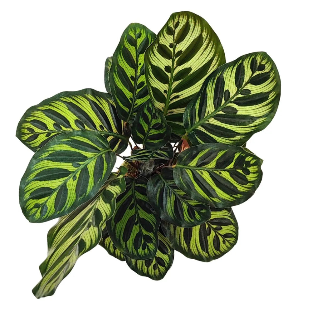 Vista dall’alto della Kokedama Calathea Makoyana con fogliame fitto e disegni naturali ornamentali
