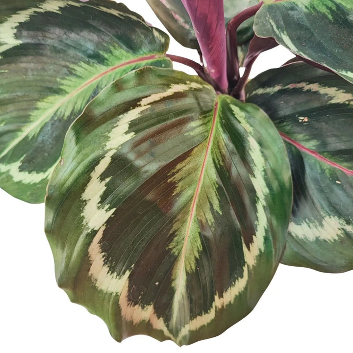 Dettaglio ravvicinato delle foglie di Calathea medallion con venature e sfumature verdi e bordeaux